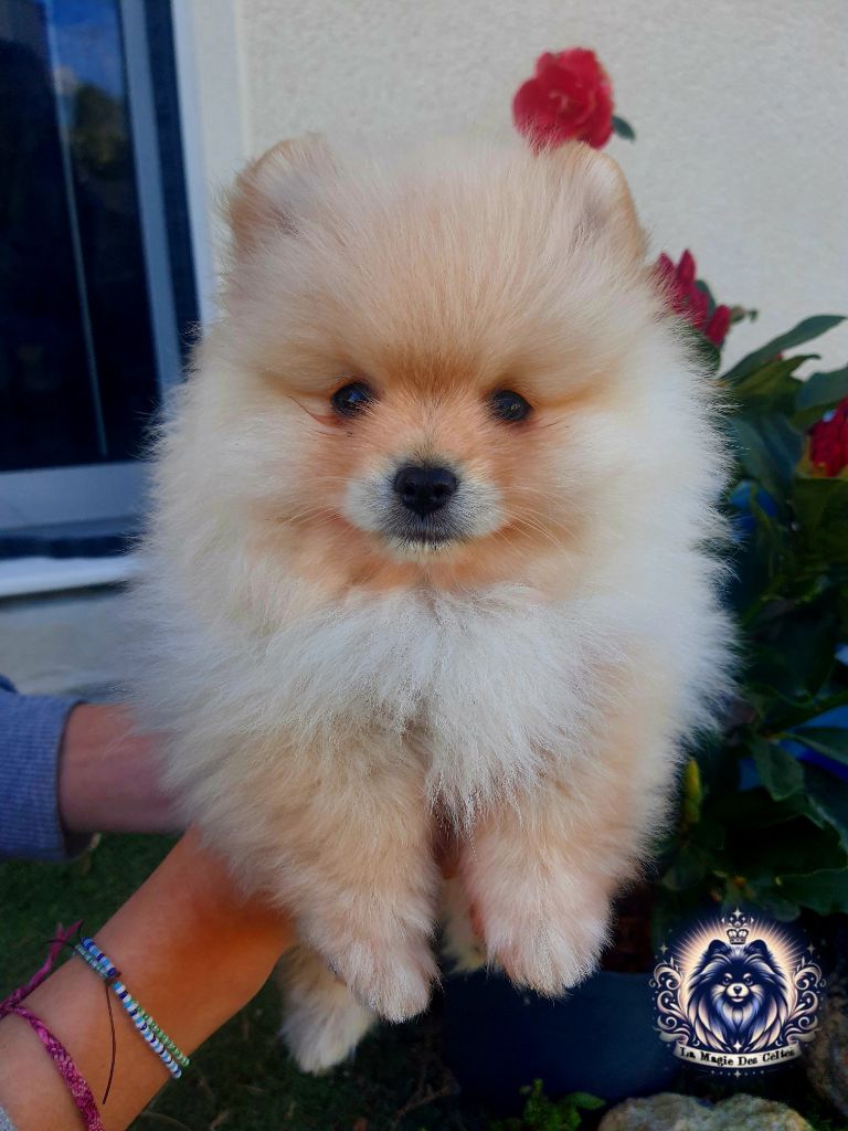 de la Magie des Celtes - Chiots disponibles - Spitz allemand